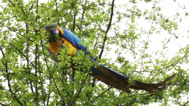 Mavi Sarı Papağan Ara Aratyası Mavi Altın Papağanı Olarak Bilinir — Stok video