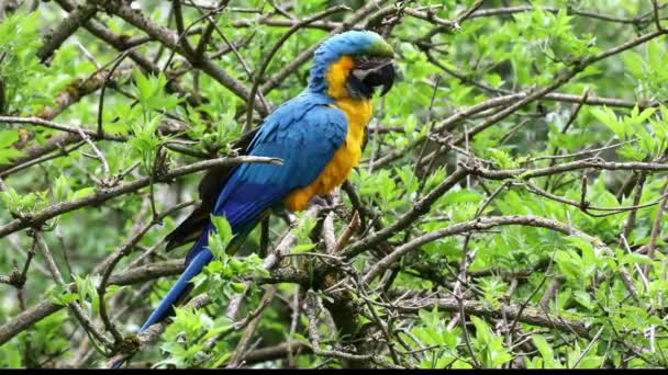 青と黄色のマコー 青と金のマコー とも呼ばれるアララルーナ Ara Ararararuna 主に青の上部と薄いオレンジの下部を持つ南アメリカの大規模なオウムである — ストック動画