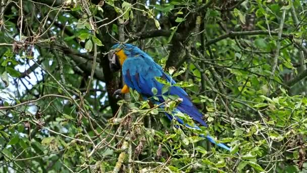 Mavi Sarı Papağan Ara Aratyası Mavi Altın Papağanı Olarak Bilinir — Stok video