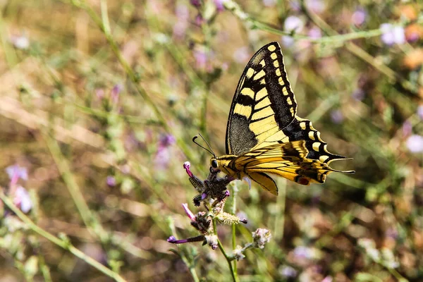 Yellow Butterfly Raganello Gorge Civita Calabria Italy Beautiful Mountain Landscape — Stock Photo, Image