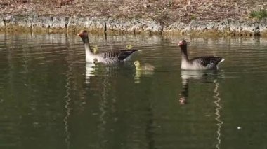 Küçük bebekleri olan gri lag kazları ailesi. Gri-lag kaz, Anser anser, Anatidae familyasından bir kaz türü.