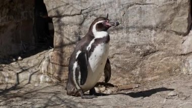 Humboldt pengueni, Spheniscus humboldti veya Perulu penguen