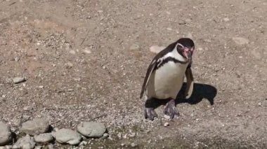 Humboldt pengueni, Spheniscus humboldti veya Perulu penguen