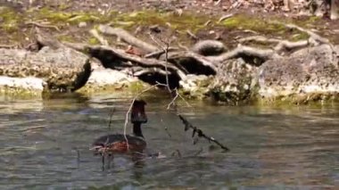 Great Crested Grebe, Podiceps kristali turuncu güzel renklerle, kırmızı gözlü bir su kuşu. Eski Dünya 'da bulunan en büyük aile üyesidir..