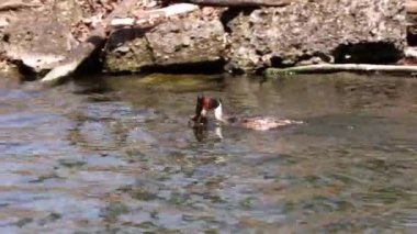 Great Crested Grebe, Podiceps kristali turuncu güzel renklerle, kırmızı gözlü bir su kuşu. Eski Dünya 'da bulunan en büyük aile üyesidir..
