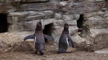 Humboldt pengueni, Spheniscus humboldti veya Perulu penguen