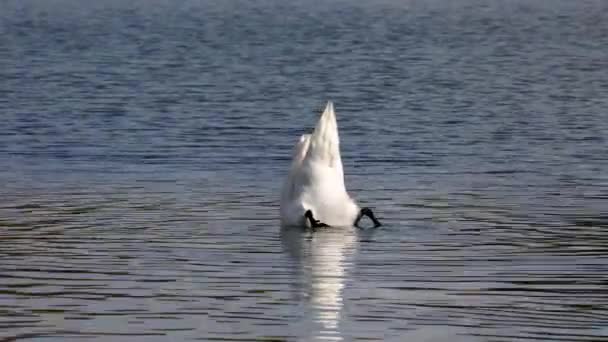 Cygnus Olor Uma Espécie Cisne Família Anatidae Aqui Nadando Lago — Vídeo de Stock