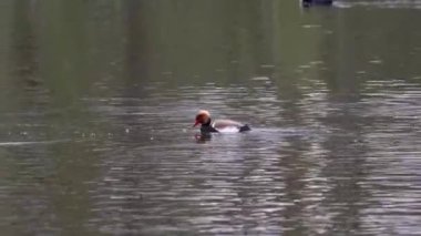 Kırmızı ibikli Pochard, Netta rufina büyük bir dalış ördeğidir. Burada Münih, Almanya 'da bir gölde