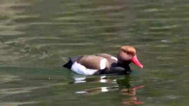 Kırmızı ibikli Pochard, Netta rufina büyük bir dalış ördeğidir. Burada Münih, Almanya 'da bir gölde