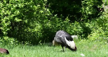 Black Crowned Crane, Balearica pavonina, Gruidae familyasından bir kuş türü..