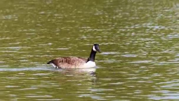 Canada Goose Branta Canadensis Lake Munich Germany Goose Black Head — Stock Video