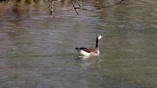 Canada Goose Branta Canadensis Jezera Mnichova Německu Husa Černou Hlavou — Stock video
