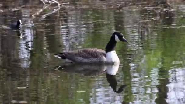 Канадская Goose Branta Cansis Находится Озере Недалеко Мюнхена Германии Гусь — стоковое видео