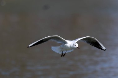 Larus Argentatus, Avrupa 'nın batısındaki tüm martılar arasında en çok bilinen martılardan biri olan büyük bir martıdır. Burada havada uçuyor..