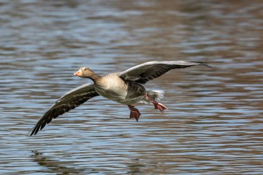 Anser anser, Anatidae familyasından Anatidae familyasından bir kaz türü. Burada havada uçuyor..