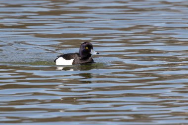 Tüylü ördek, Aythya fuligula, Almanya 'nın Münih kentindeki Kleinhesseloher Gölü' nde yüzen küçük bir ördek.