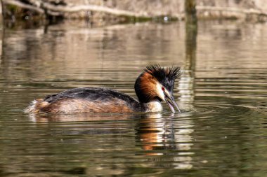 Great Crested Grebe, Podiceps kristali bir balık yakaladı. Güzel turuncu renkli bir kuş, kırmızı gözlü bir su kuşu. Eski Dünya 'da bulunan en büyük aile üyesidir..