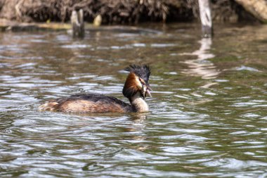 Great Crested Grebe, Podiceps kristali bir balık yakaladı. Güzel turuncu renkli bir kuş, kırmızı gözlü bir su kuşu. Eski Dünya 'da bulunan en büyük aile üyesidir..