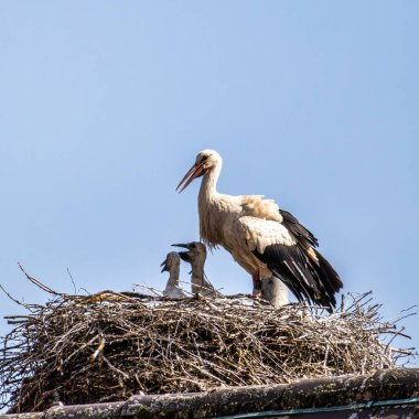 Beyaz leylek, ağustos böceği, Avrupa 'da Oettingen, Swabia, Bavyera, Almanya' da yuvada küçük bebekler. Ciconia ciconia leylek familyasından bir kuş türü. Tüyleri çoğunlukla beyazdır.