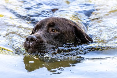Labrador Retriever, Canis lupus familiaris gölde yüzüyor. Sağlıklı çikolata rengi labrador retriever Almanya 'da Donauwoerth, Bavyera' da eğleniyor.