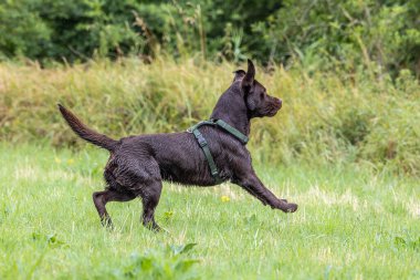 Labrador Retriever, Canis lupus familiaris çim tarlasında. Sağlıklı çikolata rengi labrador retriever Almanya 'da Donauwoerth, Bavyera' da eğleniyor.