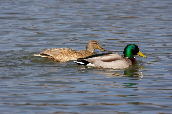 Mallard Anas Platyrhynchos Dabbling Duck Here Swimming Lake Munich Germany Stock Photo