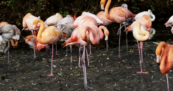 Amerikanischer Flamingo Oder Karibischer Flamingo Phoenicopterus Ruber Flamingos Sind Der — Stockvideo