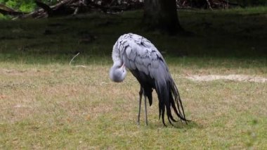 Grus paradisea, Güney Afrika 'ya özgü nesli tükenmekte olan bir kuş türü. Güney Afrika 'nın ulusal kuşudur.