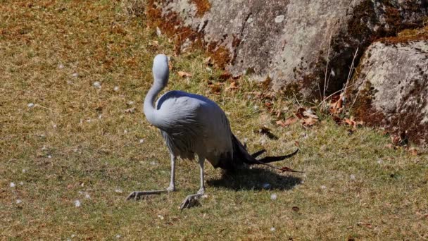 Blue Crane Grus Paradisea Endangered Bird Specie Endemic Southern Africa — Stock Video