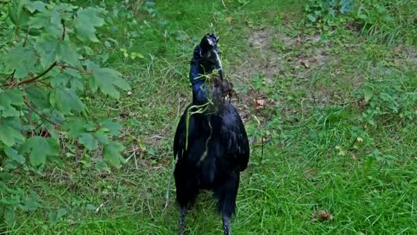 Der Abessinische Nördliche Erdhornvogel Bucorvus Abyssinicus Oder Nördlicher Erdhornvogel Ist — Stockvideo