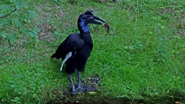 Der Abessinische Nördliche Erdhornvogel Bucorvus Abyssinicus Oder Nördlicher Erdhornvogel Ist — Stockvideo