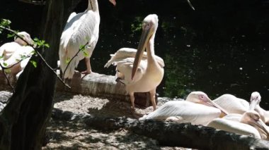 Büyük Beyaz Pelikan (