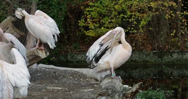 Большой Белый Пеликан Pelecanus Onocrotalus Известный Пеликан Птица Семейства Пеликанов — стоковое видео