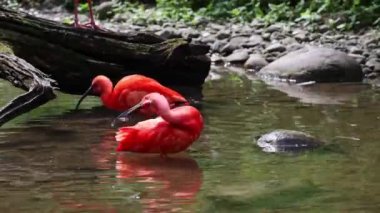 Kızıl aynak, Eudocimus ruber, Threskiornithidae familyasından bir kuş, kabuklu deniz ürünlerinin kırmızımsı renklerine hayran kalmıştır.