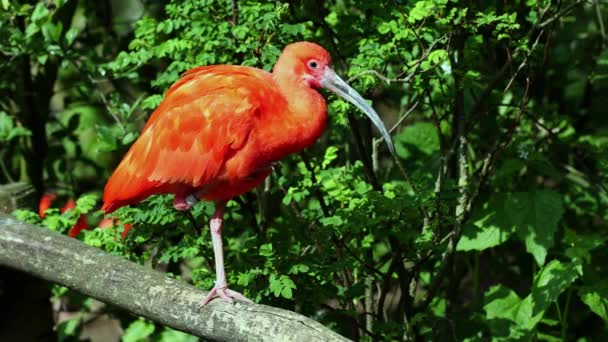 Scarlet Ibis Eudocimus Ruber Fågel Familjen Threskiornithidae Beundrad Rödaktig Färgning — Stockvideo