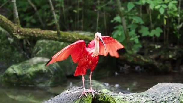 Scarlet Ibis Eudocimus Ruber Uccello Della Famiglia Dei Threskiornithidae Ammirato — Video Stock