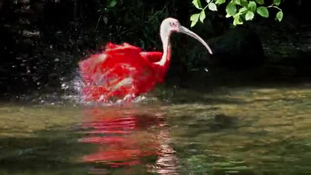 Ibis Écarlate Eudocimus Ruber Oiseau Famille Des Threskiornithidae Admiré Par — Video