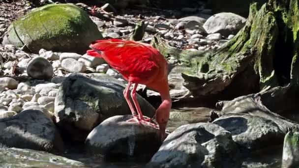 Scarlet Ibis Eudocimus Ruber Bird Threskiornithidae Family Admired Coloration Feathers — стоковое видео