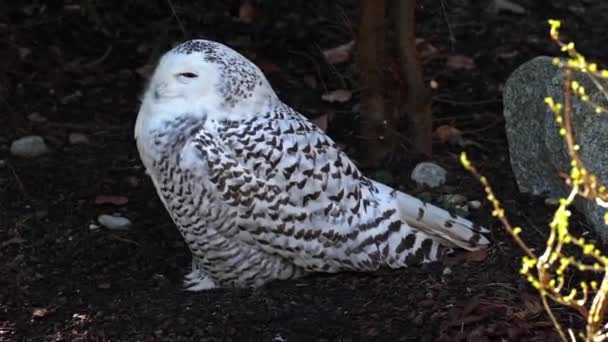 Snowy Owl Bubo Scandiacus Ave Familia Strigidae Con Ojo Amarillo — Vídeo de stock