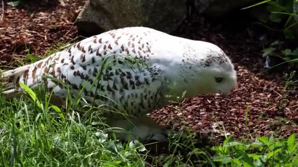 雪のフクロウ ボボのスカンディアクス ストリギウス科の鳥 黄色い目で — ストック動画