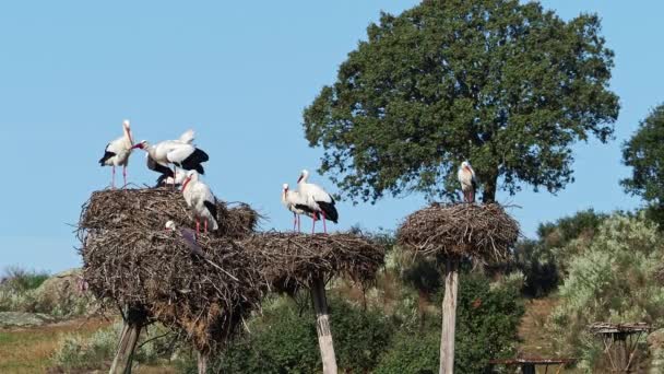 Ciconia Ciconia White Storks植民地の保護地域でLos Barruecos自然記念碑 Malpartda Caceres Extremadura スペイン — ストック動画