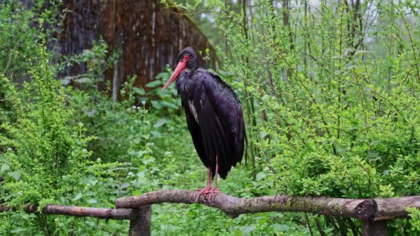 Černý Čáp Ciconia Nigra Velký Pták Čeledi Čápů Ciconiidae — Stock video