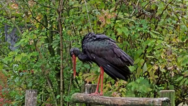 Černý Čáp Ciconia Nigra Velký Pták Čeledi Čápů Ciconiidae — Stock video