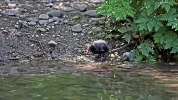 태어난 공작갈린 클로로 포스는 닭으로 도알려져 있으며 의물에서 헤엄치는 일반적 — 비디오