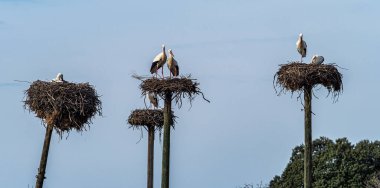Ciconia ciconia Storks kolonisi Los Barruecos Doğal Anıtı 'nda korunan bir bölgede, Malpartida de Caceres, İspanya' da Extremadura.