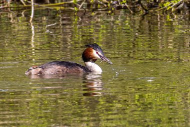 Great Crested Grebe, Podiceps kristali bir balık yakaladı. Güzel turuncu renkli bir kuş, kırmızı gözlü bir su kuşu. Eski Dünya 'da bulunan en büyük aile üyesidir..