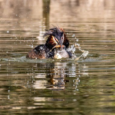 Great Crested Grebe, Podiceps kristali bir balık yakaladı. Güzel turuncu renkli bir kuş, kırmızı gözlü bir su kuşu. Eski Dünya 'da bulunan en büyük aile üyesidir..