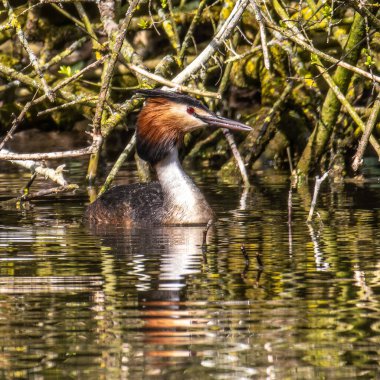 Great Crested Grebe, Podiceps kristali turuncu güzel renklerle, kırmızı gözlü bir su kuşu. Eski Dünya 'da bulunan en büyük aile üyesidir..