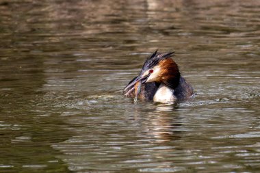 Great Crested Grebe, Podiceps kristali bir balık yakaladı. Güzel turuncu renkli bir kuş, kırmızı gözlü bir su kuşu. Eski Dünya 'da bulunan en büyük aile üyesidir..