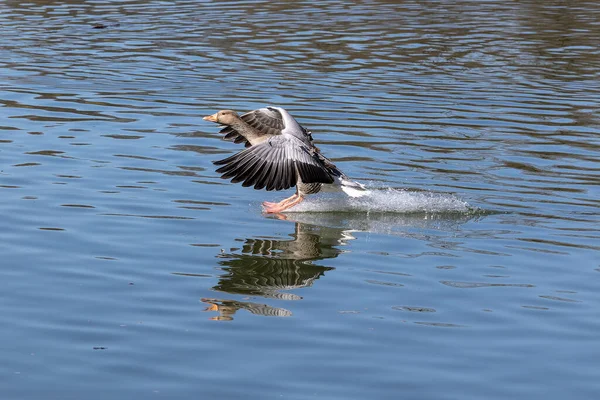 Die Graugans Breitet Ihre Flügel Auf Dem Wasser Aus Anser — Stockfoto